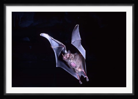 Framed Leaf-nosed Fruit Bat wildlife Print