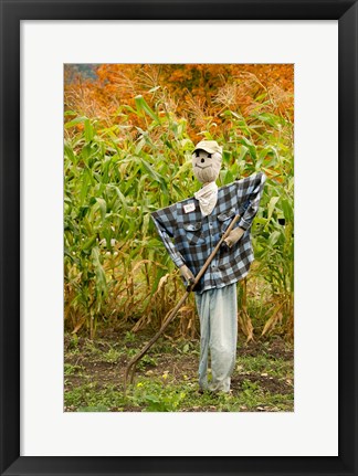 Framed New York, Cooperstown, Farmers Museum Fall cornfield with scarecrow Print