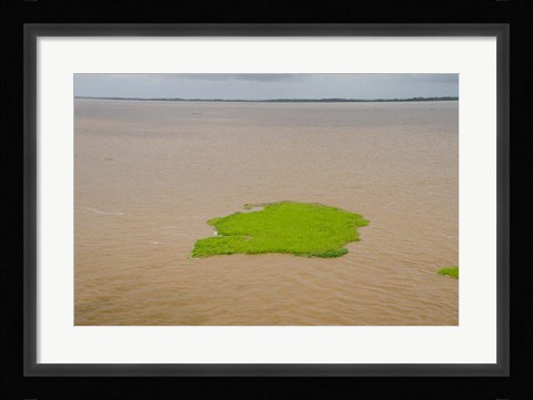 Framed Brazil, Amazon, Manaus The Meeting of the Waters Floating plant mat Print