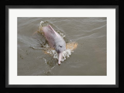 Framed Brazil, Amazonas, Rio Tapajos Freshwater pink Amazon dolphin Print
