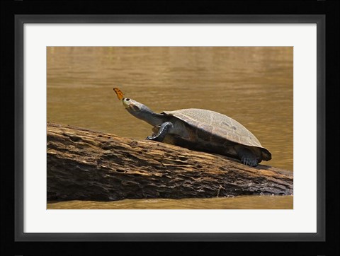 Framed Turtle Atop Rock with Butterfly on its Nose, Madre de Dios, Amazon River Basin, Peru Print