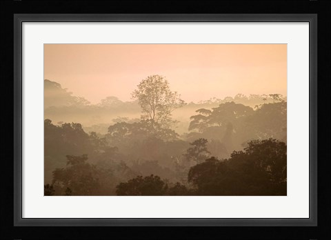 Framed Mist over Canopy, Amazon, Ecuador Print