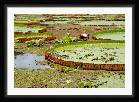 Framed Brazil, Amazon, Valeria River, Boca da Valeria Giant Amazon lily pads Print