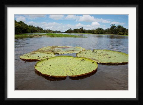 Framed Giant Amazon lily pads, Valeria River, Boca da Valeria, Amazon, Brazil Print