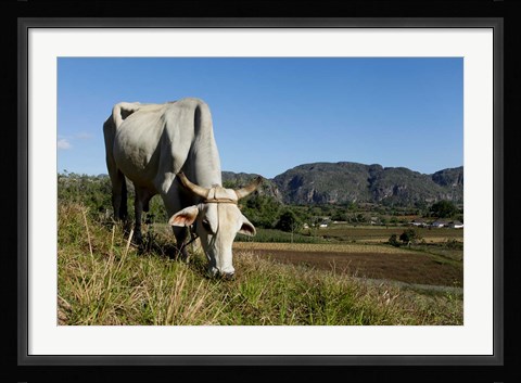 Framed Ox Grazing, Farm animals, Vinales, Cuba Print