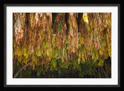 Framed Drying tobacco, Cuba Print
