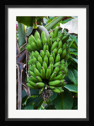Framed Cuba, Topes de Collantes banana fruit tree Print