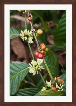 Framed Cuba, Trinidad, Topes de Collantes park coffee Print