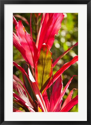 Framed Cuba, Vinales, El Jardin de Caridad, Garden flora Print
