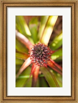 Framed Cuba, Vinales, El Jardin de Caridad, Pineapple Print