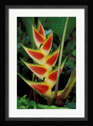 Framed Lobster Claw, Roseau, Dominica Print