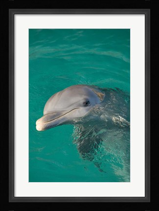 Framed Netherlands Antilles, Curacao, Dolphin Academy Print