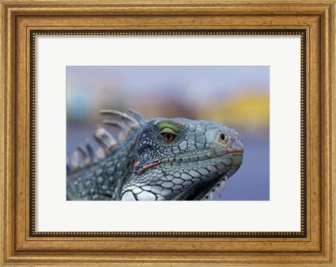 Framed Iguana, Curacao, Caribbean Print