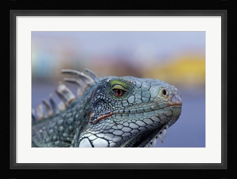 Framed Iguana, Curacao, Caribbean Print