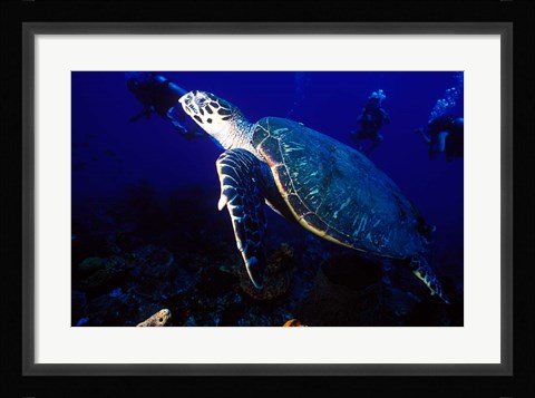 Framed Loggerhead Turtle, Dominica, Caribbean Print