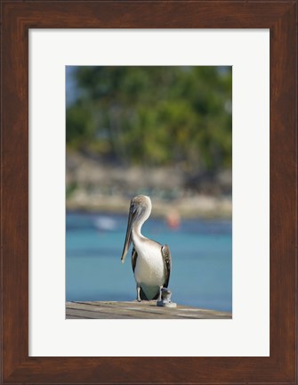 Framed Dominican Republic, Bayahibe, Pelican bird Print