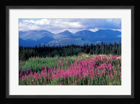Framed Fireweed Blooms near Kluane National Park, Yukon, Canada Print