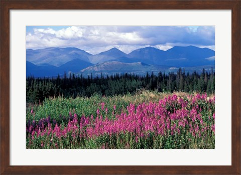 Framed Fireweed Blooms near Kluane National Park, Yukon, Canada Print