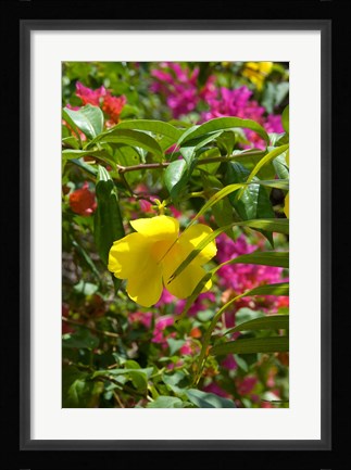 Framed Bouganvillea, Dominican Republic Print
