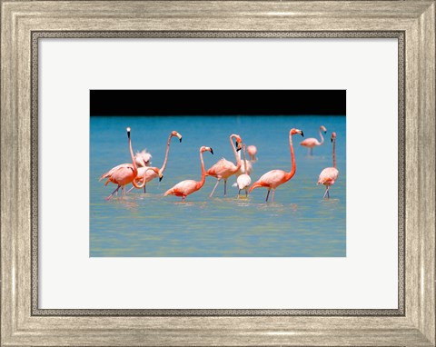 Framed Tropical Bird, Flamingos, Barahona, Dominican Republic Print