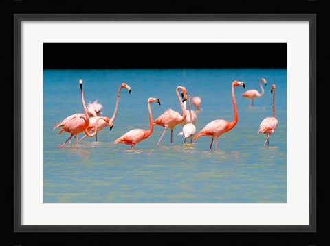 Framed Tropical Bird, Flamingos, Barahona, Dominican Republic Print