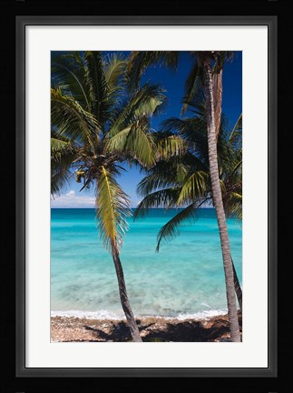 Framed Cuba, Matanzas Province, Varadero, Varadero Beach palms Print