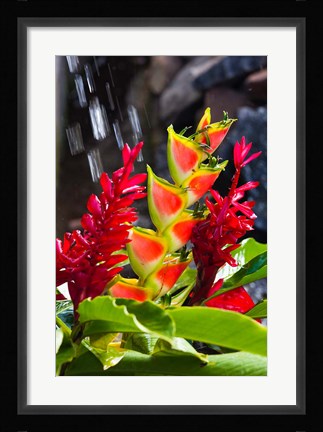 Framed Dominica, Roseau, heliconia, red ginger flowers Print
