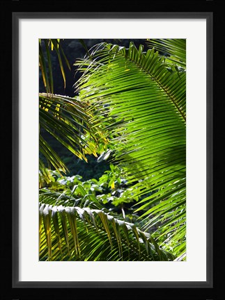 Framed Dominica, Roseau, Vegetation, rainforest Print