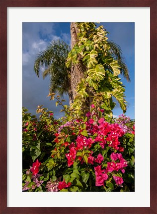 Framed Bougainvillea flora, Bavaro, Higuey, Punta Cana, Dominican Republic Print