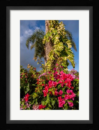 Framed Bougainvillea flora, Bavaro, Higuey, Punta Cana, Dominican Republic Print