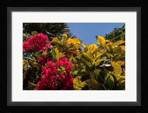Framed Bougainvillea flowers, Bavaro, Higuey, Punta Cana, Dominican Republic Print