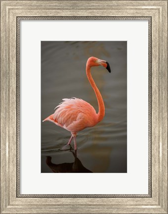 Framed Flamingo, Tropical bird, Dominican Republic Print