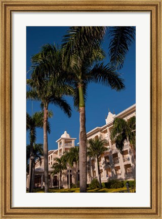Framed Palm tree, Riu Palace, Bavaro Beach, Higuey, Punta Cana, Dominican Republic Print