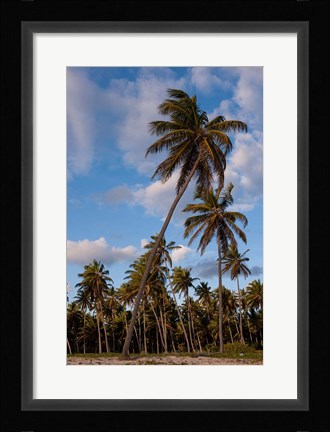 Framed Palm Trees, Bavaro, Higuey, Punta Cana, Dominican Republic Print