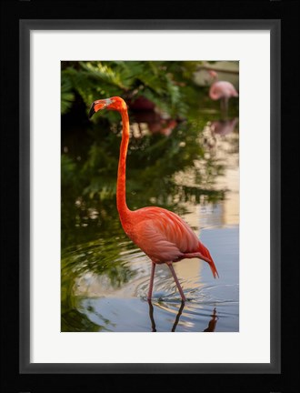 Framed Pink flamingo, Bavaro, Higuey, Punta Cana, Dominican Republic Print