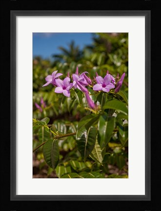 Framed Tropical purple flowers, Bavaro, Higuey, Punta Cana, Dominican Republic Print