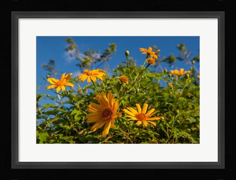 Framed Tropical yellow flowers, Bavaro, Higuey, Punta Cana, Dominican Republic Print