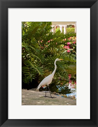 Framed White Egret tropical bird, Bavaro, Higuey, Punta Cana, Dominican Republic Print
