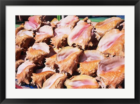 Framed Conch Shells, St Georges, Grenada, Caribbean Print