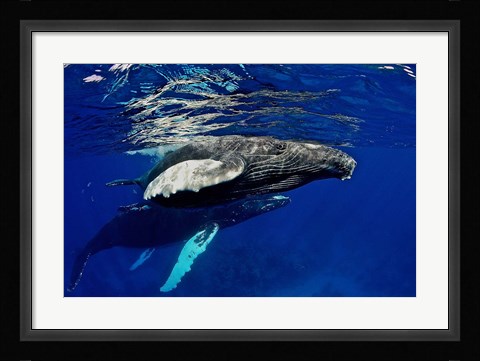 Framed Humpback whale calf, Silver Bank, Domincan Republic Print
