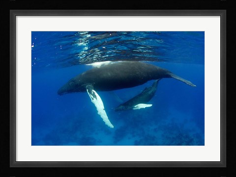 Framed Humpback whale mother and calf, Silver Bank, Domincan Republic Print