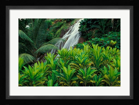 Framed Shaw Park Gardens, Jamaica, Caribbean Print
