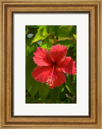 Framed Dominican Republic, Bavaro, Hibiscus flower Print