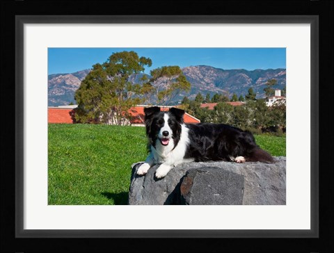 Framed Border Collie dog Print
