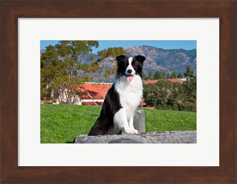 Framed Border Collie dog sitting Print
