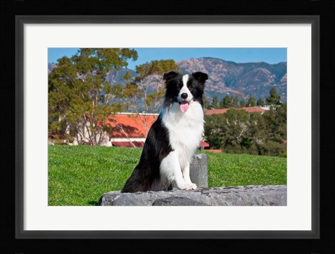 Framed Border Collie dog sitting Print