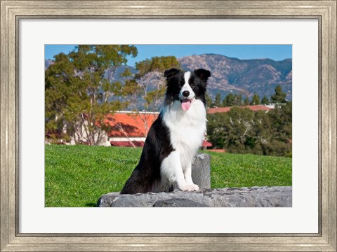 Framed Border Collie dog sitting Print