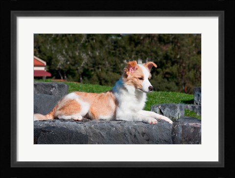 Framed Border Collie puppy dog lying Print