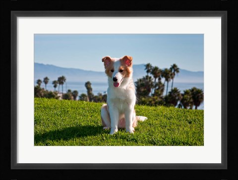 Framed Border Collie puppy dog in a field Print