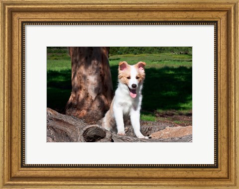 Framed Border Collie puppy dog  by a tree Print